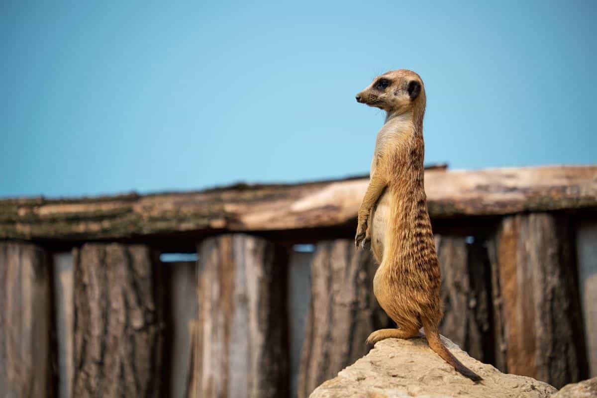 suricato mascota españa